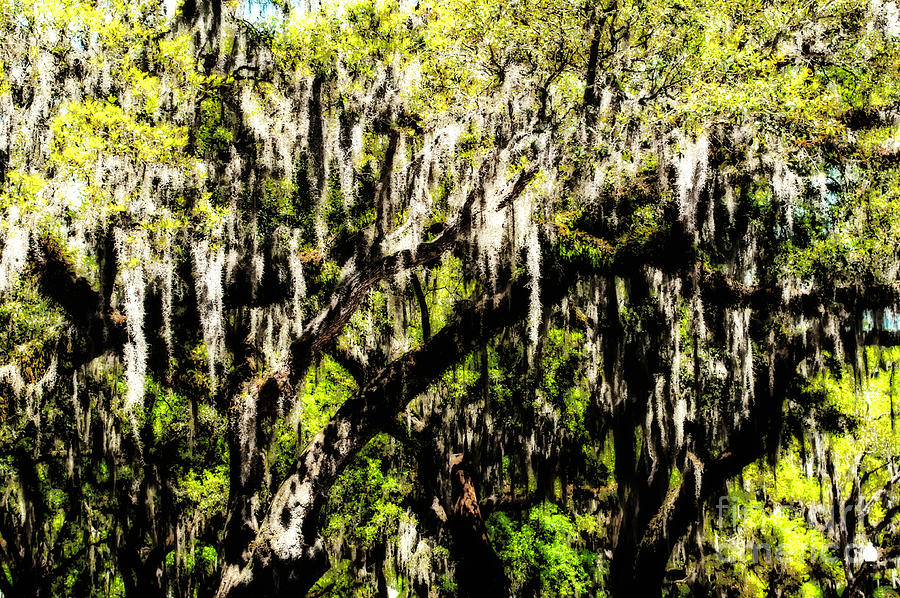 Moss Dancing In The Trees Photograph by Frances Ann Hattier