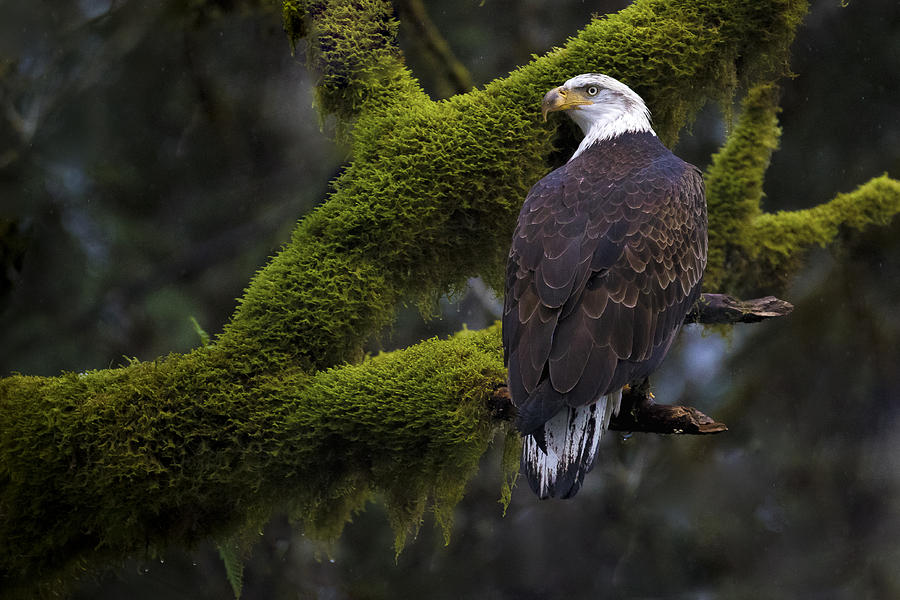 Eagle Photograph - Moss Eagle by Mohammed Gammal