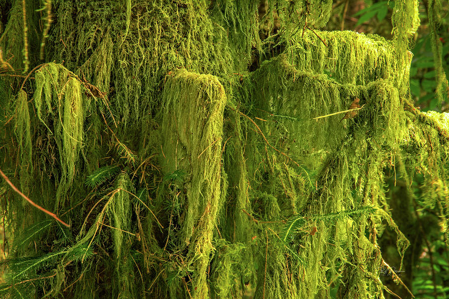 Moss Envy Photograph by Bill Posner