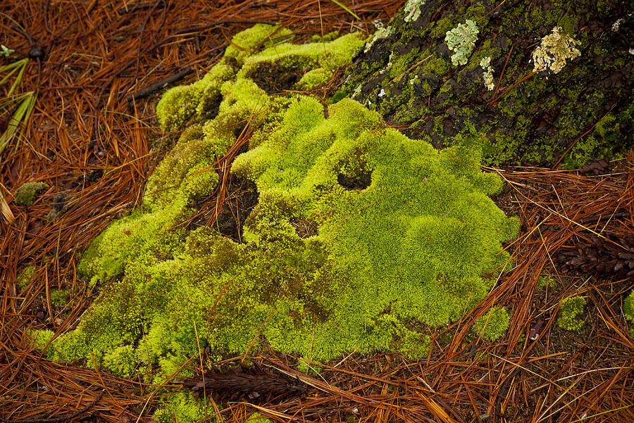 Moss Photograph by Frank Winters