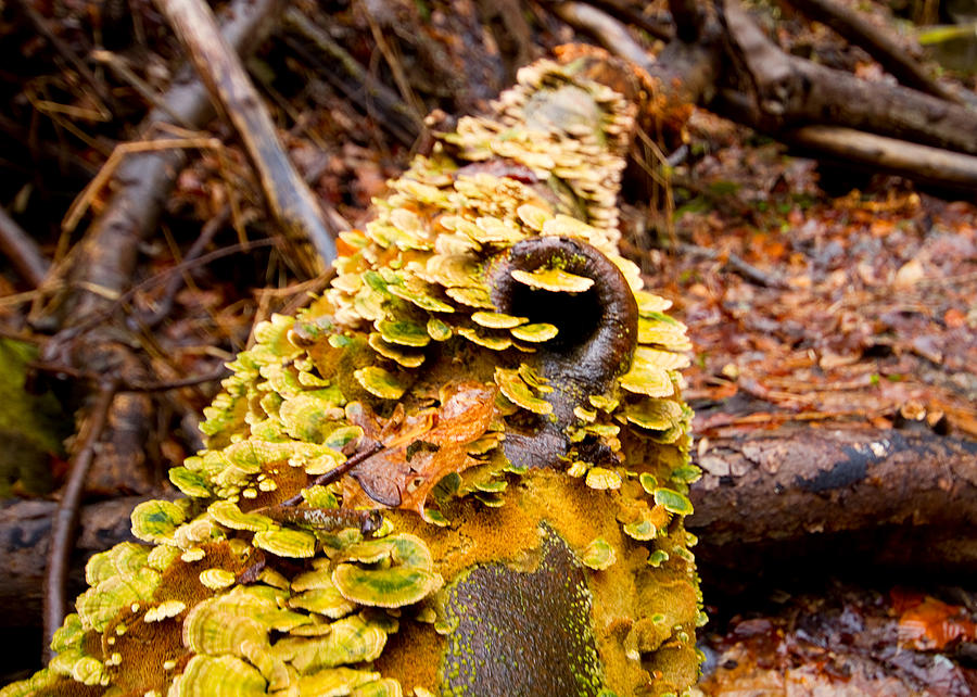 Moss Grows Fat Photograph by Tim Fitzwater