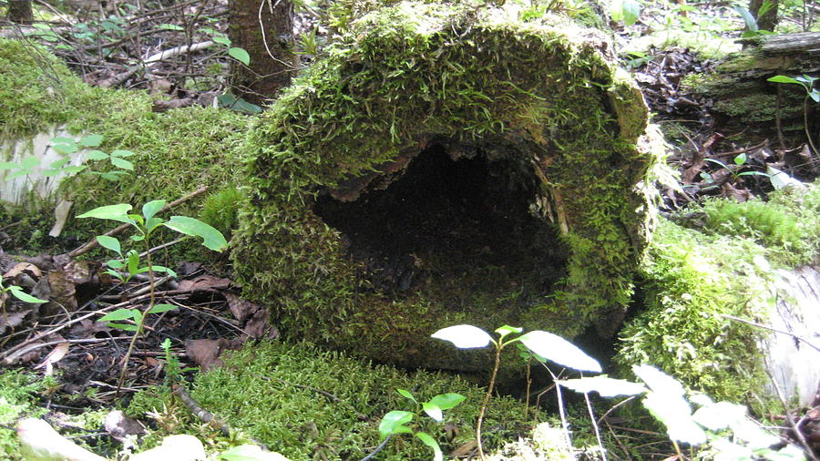 Moss House Photograph by Joe New Fine Art America