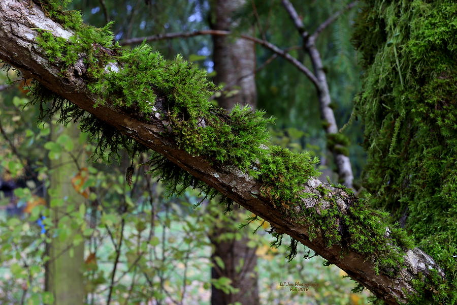Moss In The Autumn Photograph by Jeanette C Landstrom