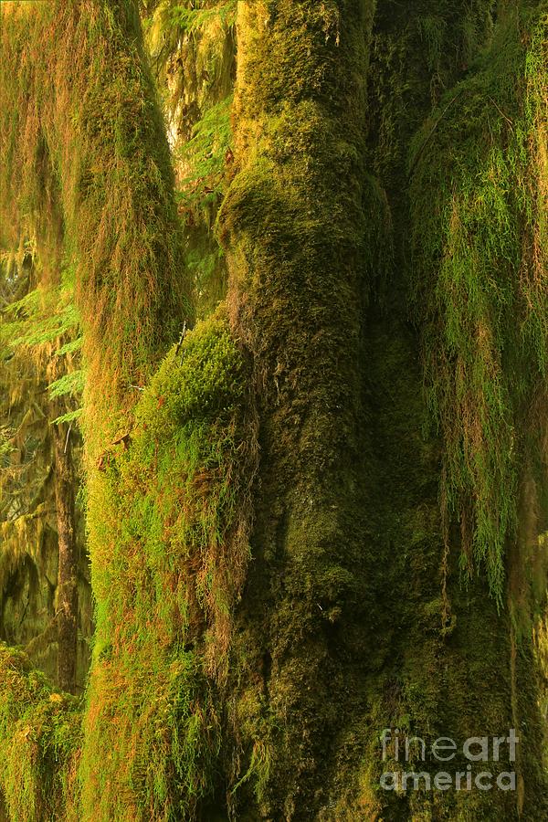 Moss In The Hoh Photograph by Adam Jewell