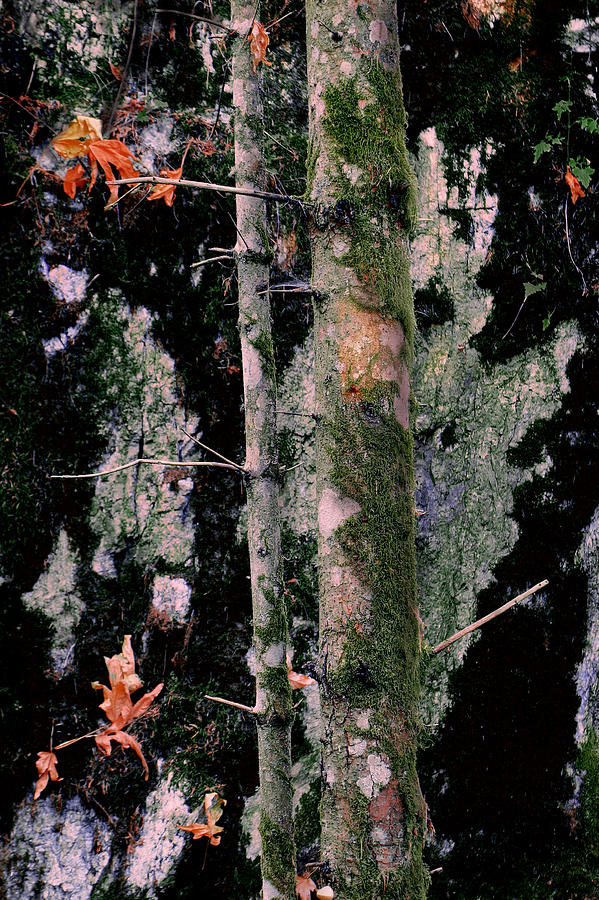 Moss Incognito by Ken Ketchum Moss Incognito by Ken Ketchum