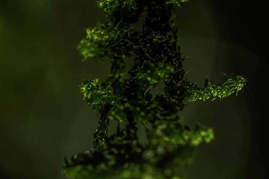 Moss - Light and Shadow Photograph by Ramabhadran Thirupattur
