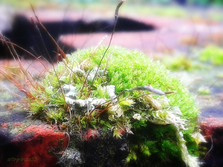 Moss Photograph by Mimulux Patricia No