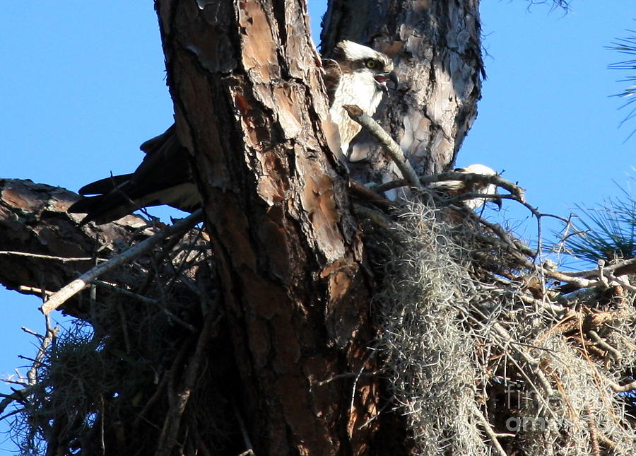 Moss Nest with Osprey Photograph by Carol Groenen