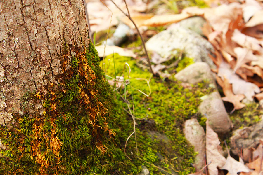 Nature Photograph - Moss by Noah Bryant