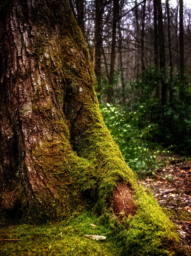 Tree Photograph - Moss On A Tree by Greg and Chrystal Mimbs