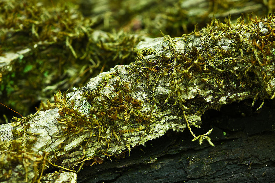 Moss on Bark - A mini Landscape Photograph by Carol Senske