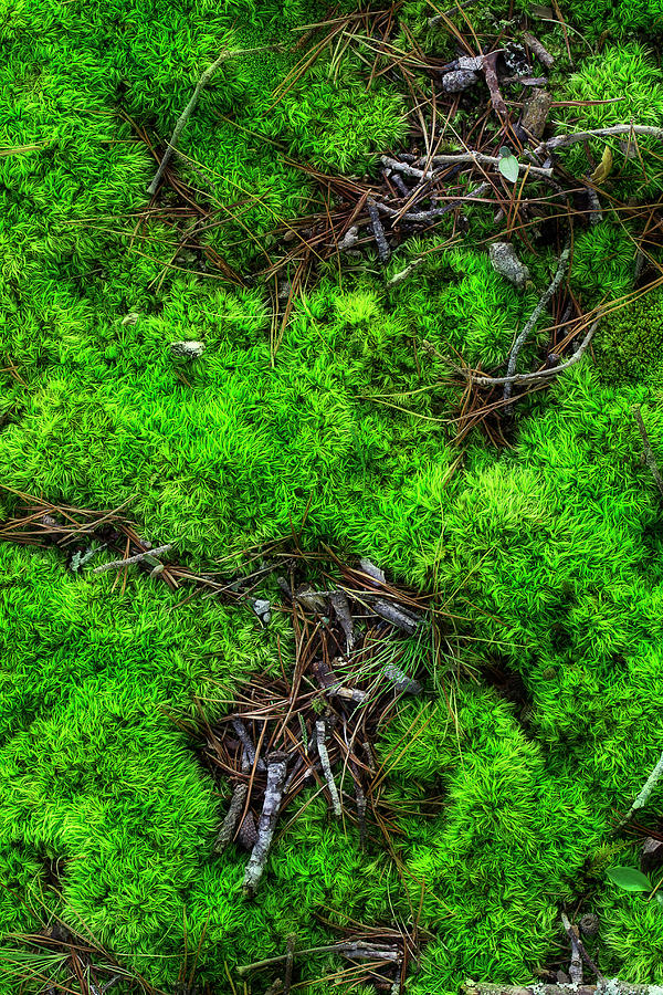 Moss On The Hillside Photograph by Mike Eingle