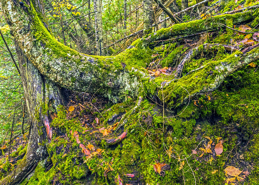 Moss on Tree Photograph by Lonnie Paulson