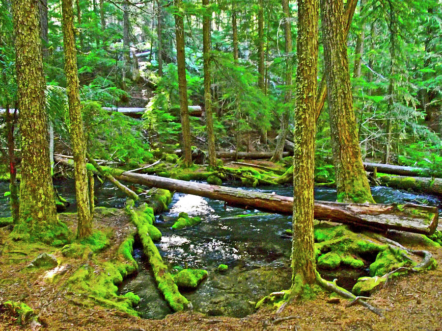 Moss on Trees by Clearwater Creek in  Umpqua National Forest, Oregon  Photograph by Ruth Hager