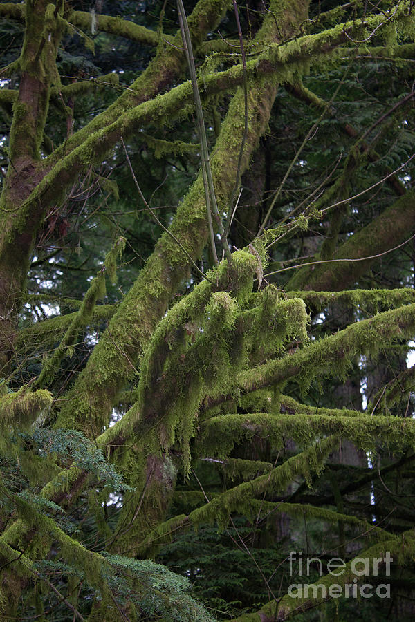 Moss on Trees Photograph by Donna L Munro