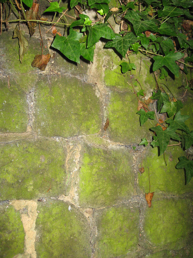 Moss on Wall Photograph by Lisa Boyd