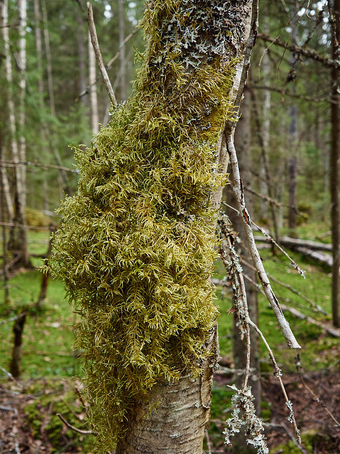 Nature Photograph - Moss over birches trunk by Jouko Lehto