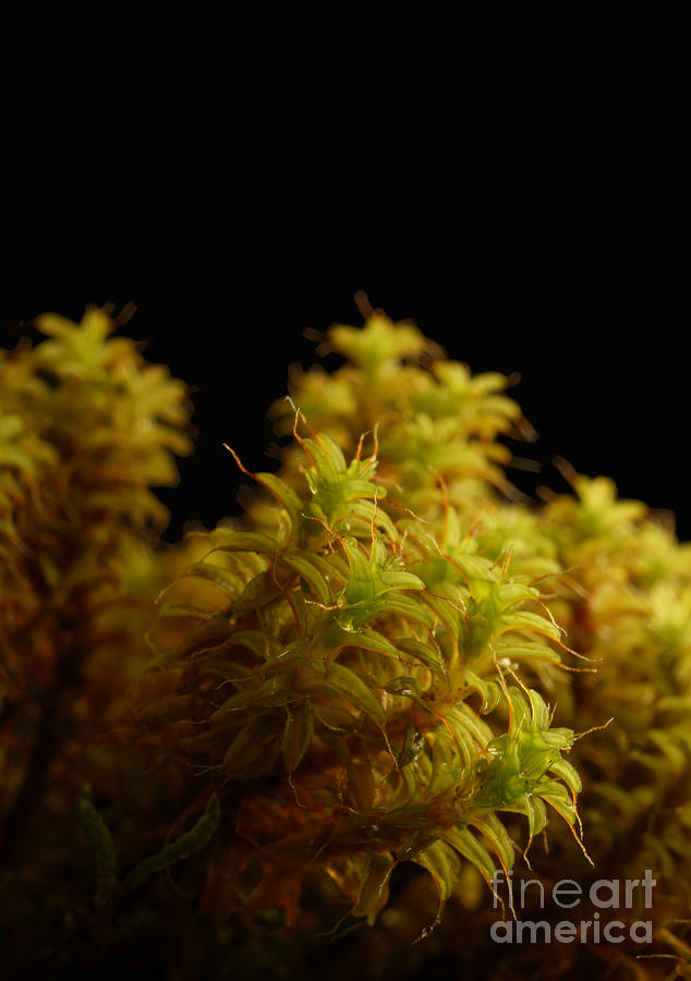 Nature Photograph - Moss Plant in Close-up on a Black Background by Fairy Fantasies