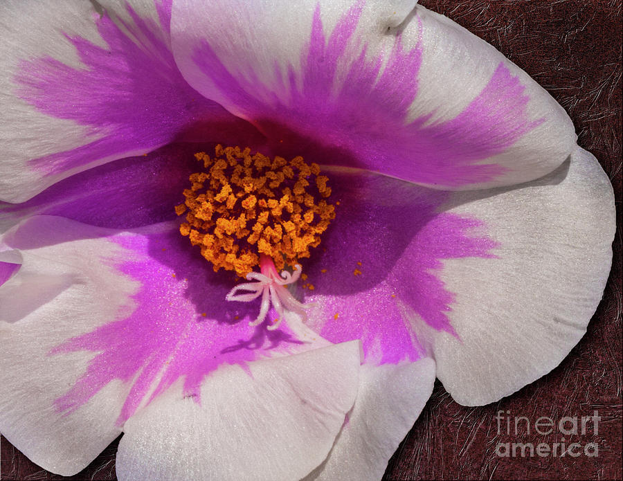 Moss Rose Photograph by Edelberto Cabrera - Fine Art America