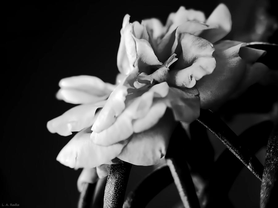 Moss Rose I Photograph by Lauren Radke