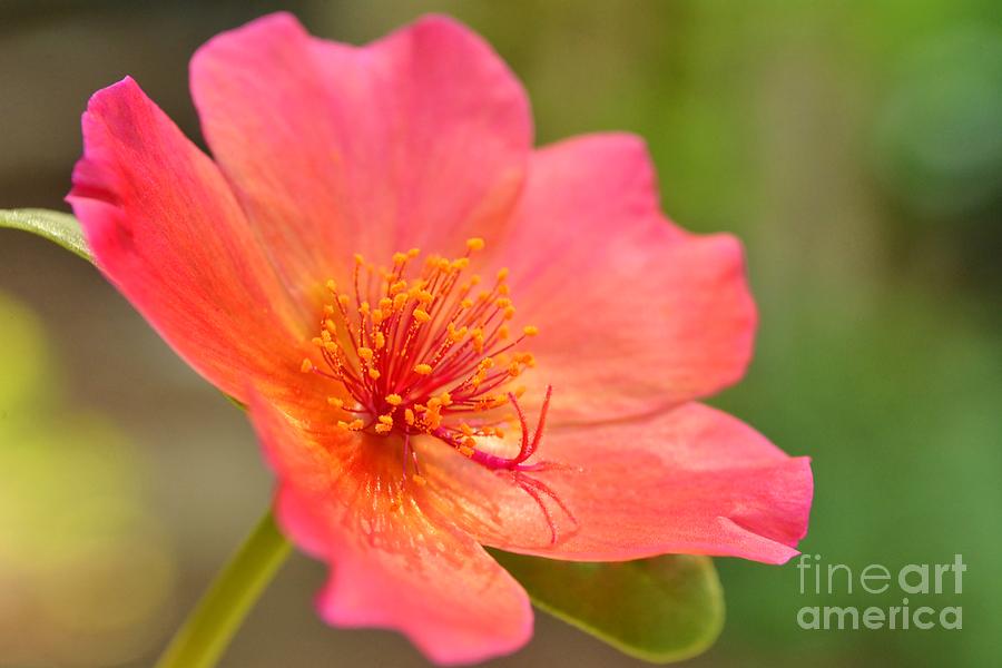 Moss Rose Photograph by Kelly Nowak