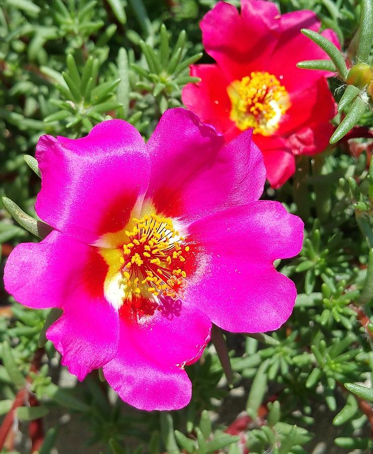 Moss Roses Photograph by Kume Bryant