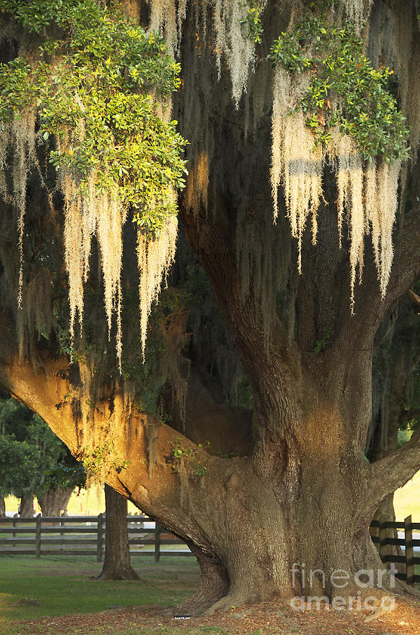 Moss tree Photograph by Jeanne  Woods
