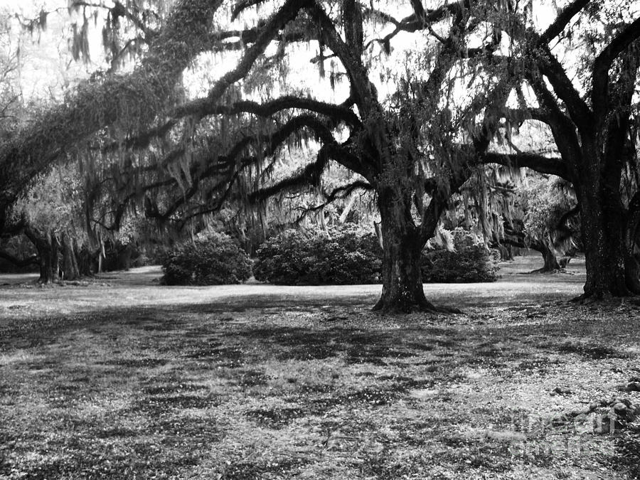 Moss Trees Black And White Photograph