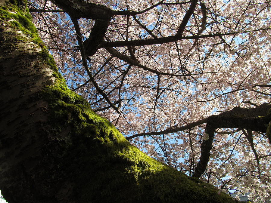 Moss With Blossoms Photograph by Alfred Ng