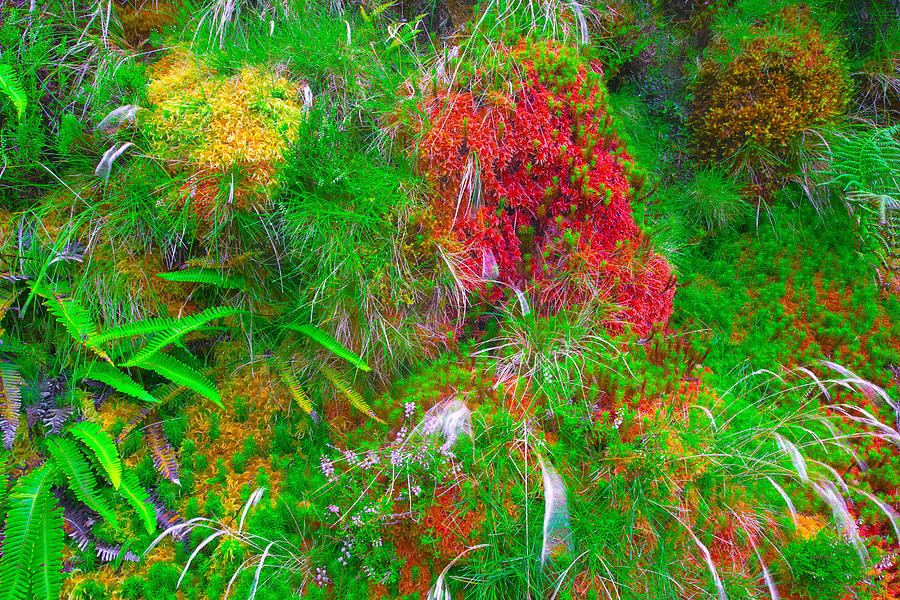 Moss,ferns And Grass Photograph by Jean-luc Bohin