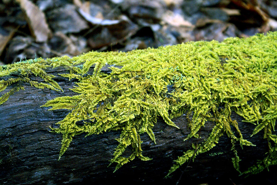 Moss Photograph - Mosss on Blackened Log by Douglas Barnett