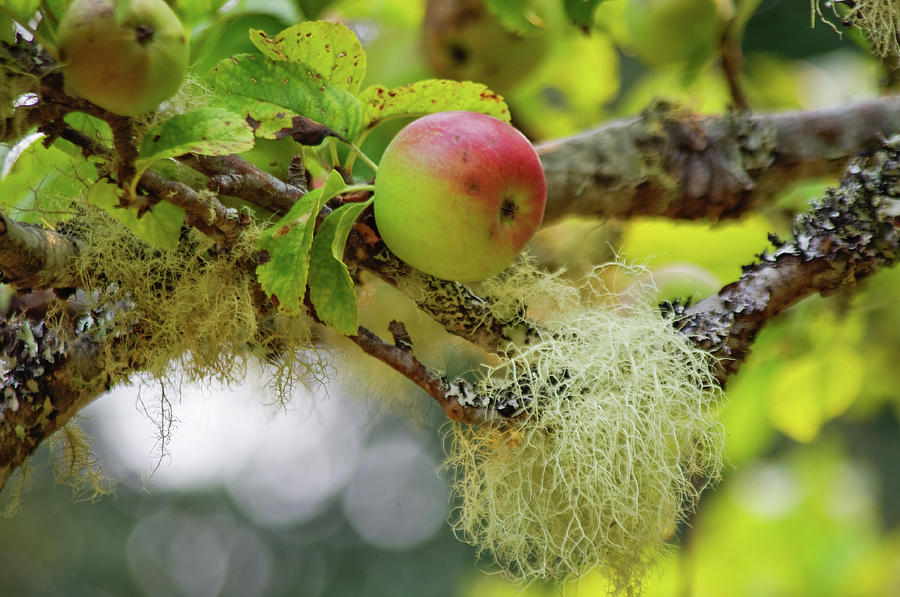 Mossy Apple Tree Photograph by Adria Trail