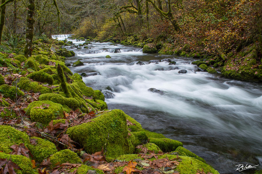 Mossy Autumn Photograph by Russell Wells