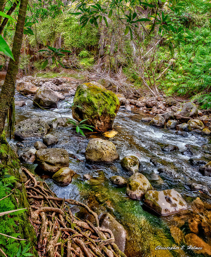 Mossy Boulder Photograph by Christopher Holmes
