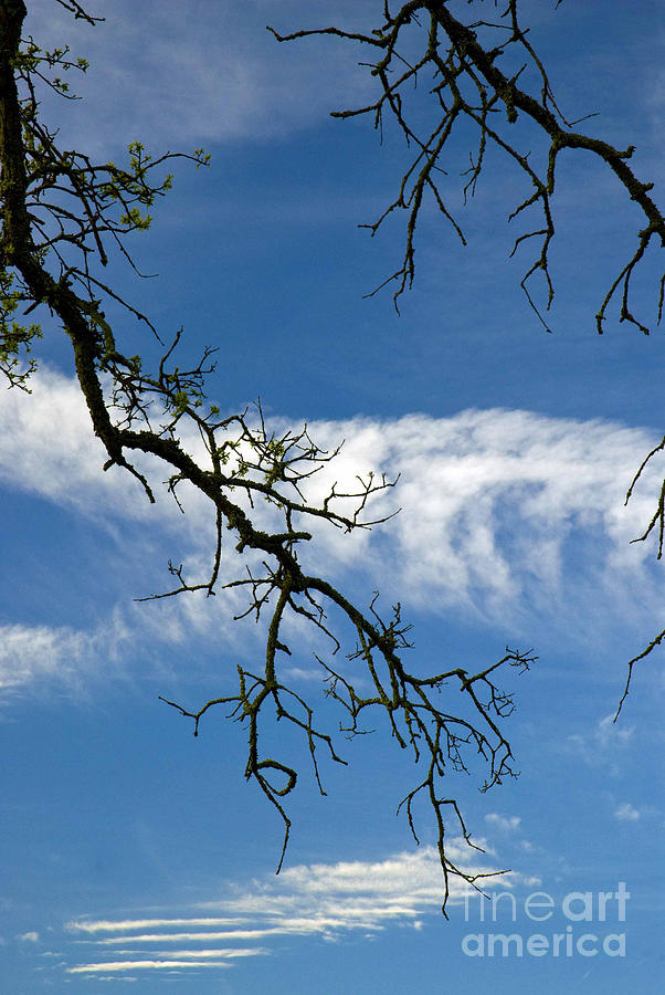 Tree Photograph - Mossy Branches Skyscape by Norman Andrus