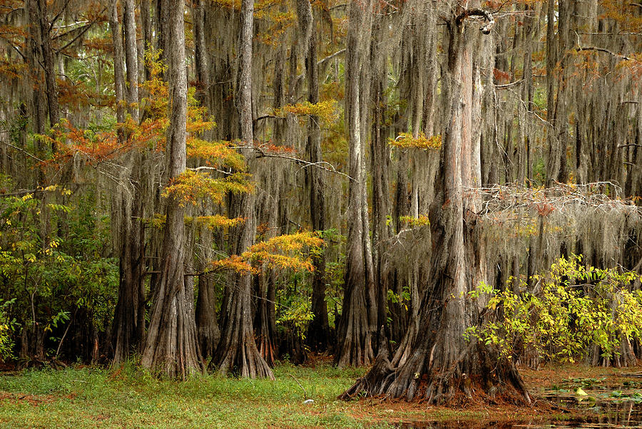 Mossy Cypress Trees Photograph by Iris Greenwell