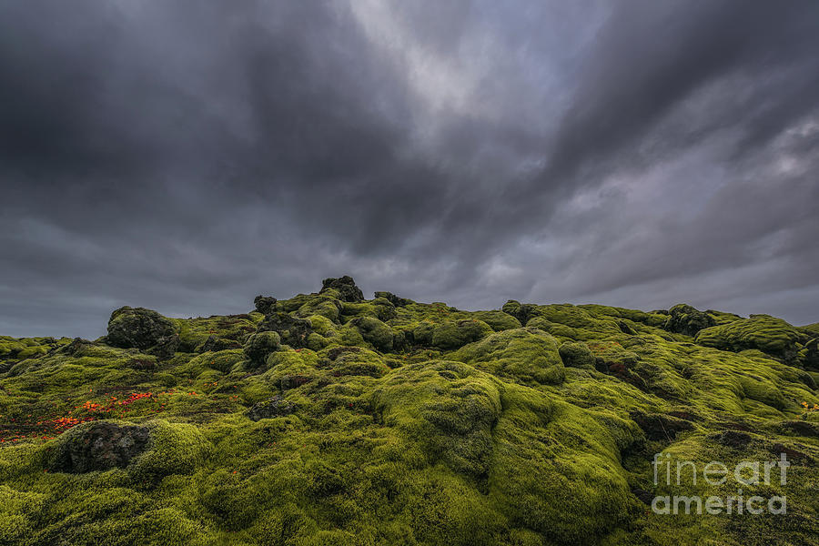 Mossy Eruption  Photograph by Michael Ver Sprill