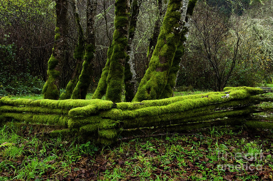 Mossy fence 3 Photograph by Bob Christopher