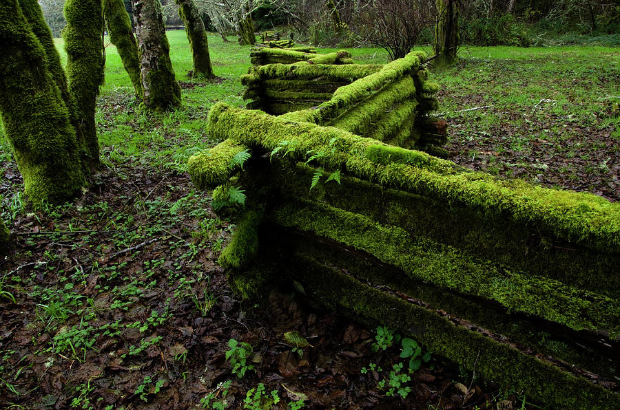 Mossy Fence 5 Photograph by Bob Christopher