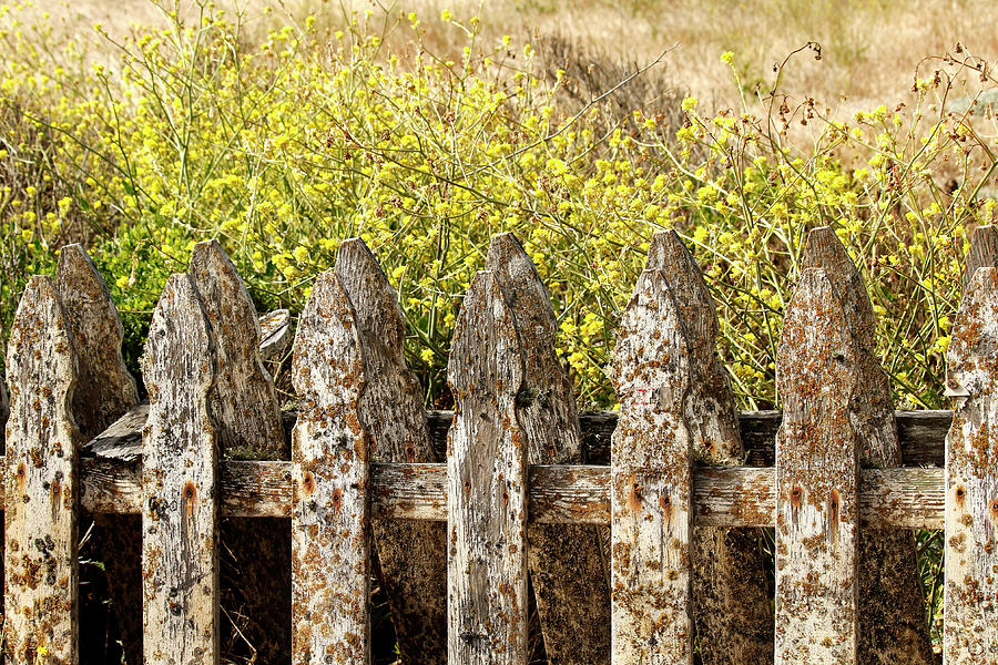 Mossy Fence Photograph by Art Block Collections