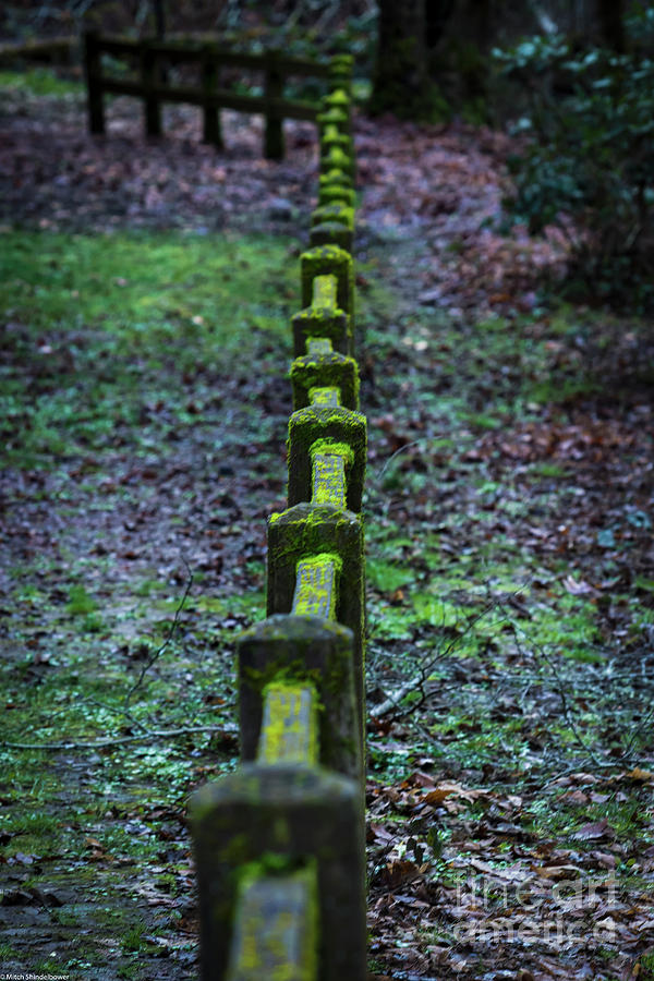 Mossy Fence Photograph by Mitch Shindelbower