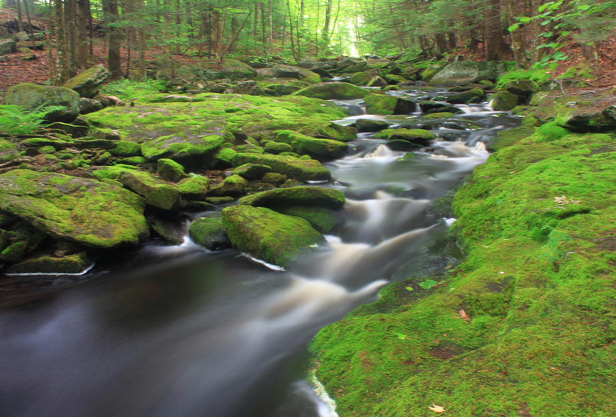 Mossy Forest Stream Photograph