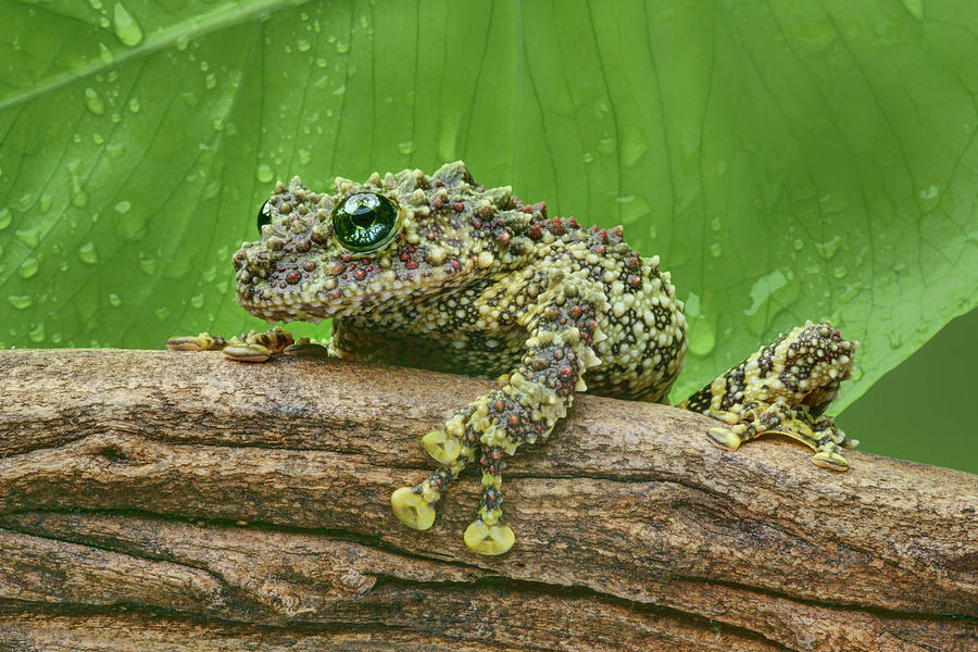 Mossy Frog Photograph by Nikolyn McDonald