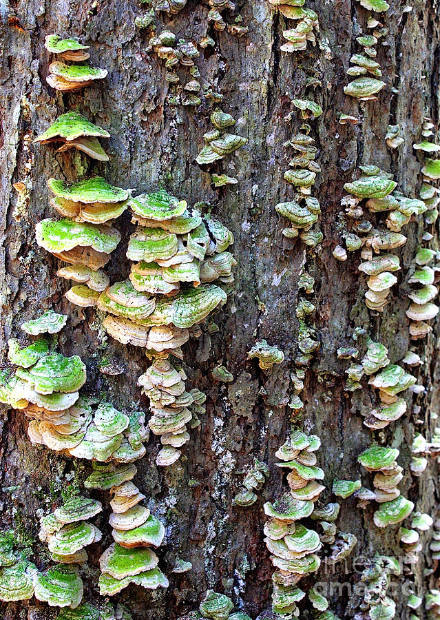 Mossy Fungi Photograph by Carol Groenen
