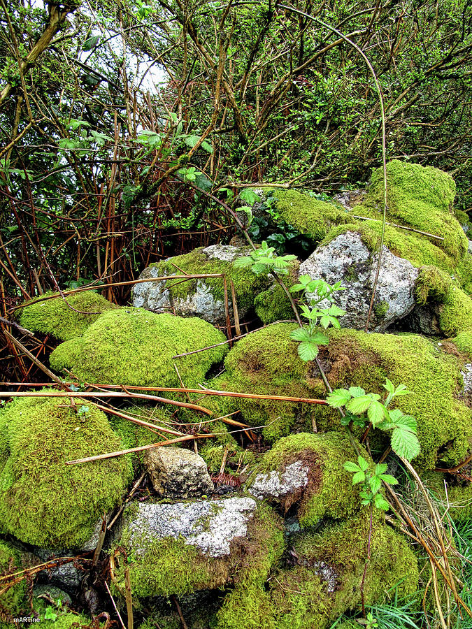 Mossy Granite Photograph by Martine Murphy