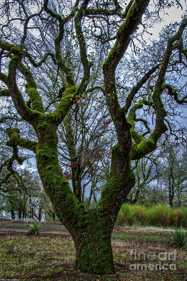 Mossy Green Photograph by Mitch Shindelbower