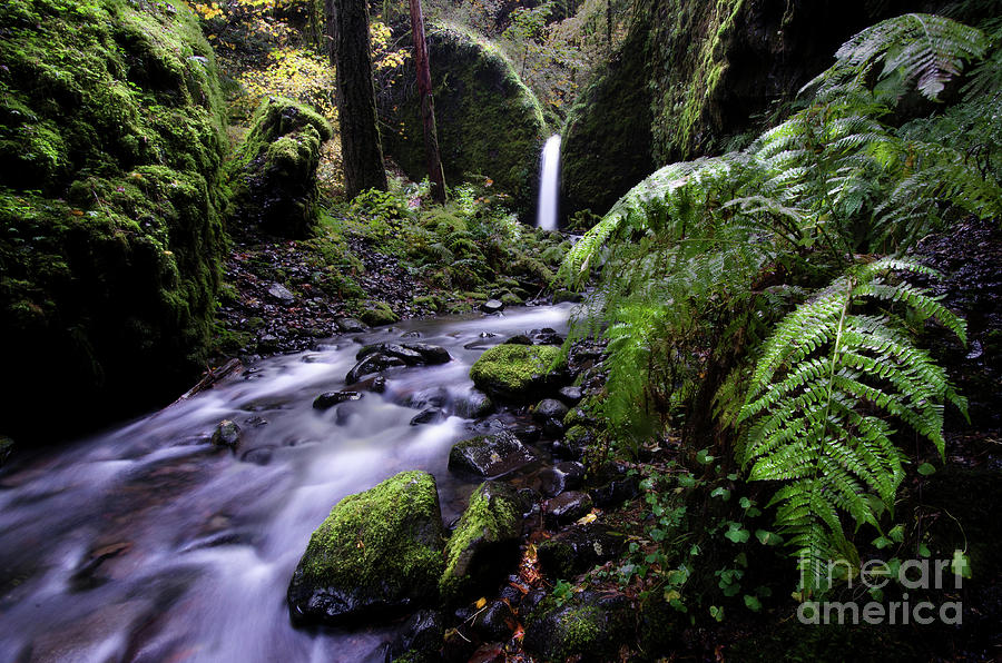 Mossy Grotto Falls Oregon Photograph by Bob Christopher