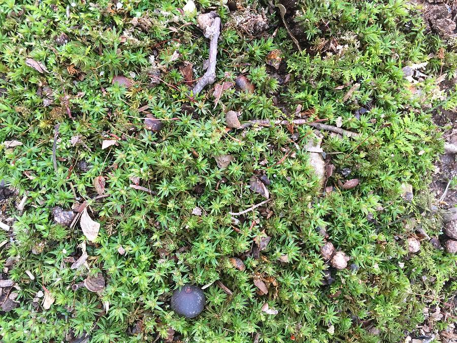 Mossy ground Photograph by Bianca West - Fine Art America