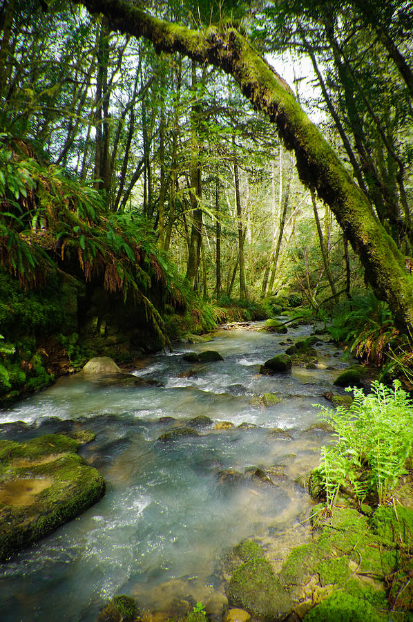 Mossy Hollow Photograph by Adria Trail