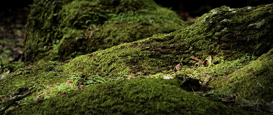 Mossy Landscape Photograph by Nadalyn Larsen
